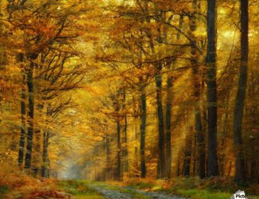 Enchanted Forest (size: 12 x 9 inches.   31 x 23 cm)